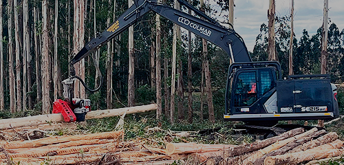 Gestión forestal